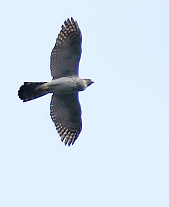 goshawk